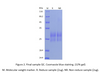 Recombinant Cyno NKG2A & CD94 Heterodimer