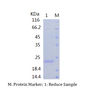 Recombinant Human Interleukin-33/IL-33