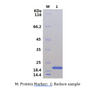 Recombinant Human Interleukin-37/IL-37 (C-His)