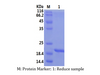 Recombinant Mouse Interleukin-11/IL-11 (N-His)