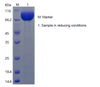 Recombinant Human Polymeric Immunoglobulin Receptor/PIgR (C-His)