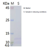 Recombinant Mouse Insulin-2/Ins2 (C-His)