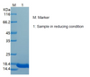 Recombinant Human Thioredoxin/TXN (C-Avi&His)