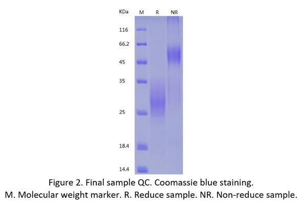 Recombinant Human NKG2A & CD94 Heterodimer