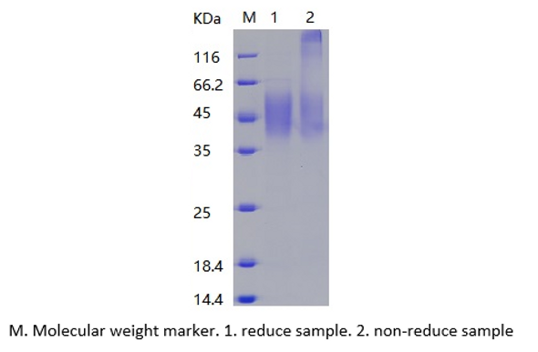 Recombinant Human CD200R1(C-His)