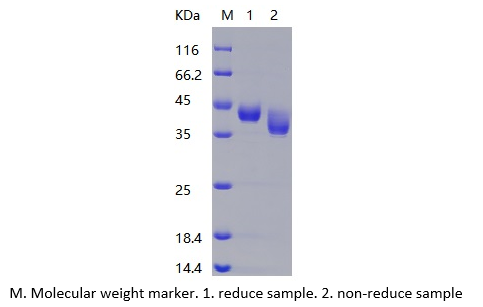 Recombinant Human NECTIN-4/PVRL4 (C-His)