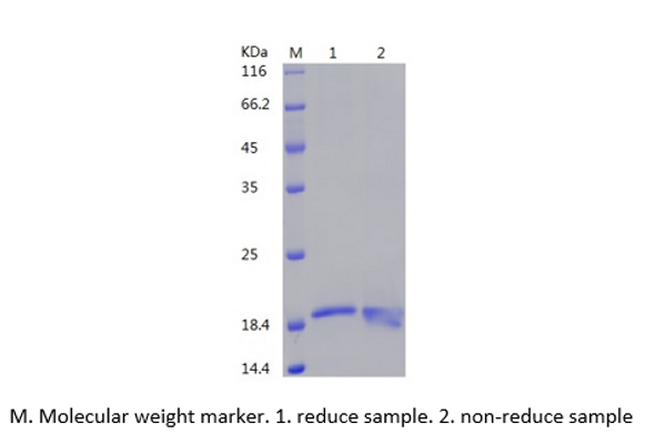 Recombinant Human Interleukin-10/IL-10 (C-His)