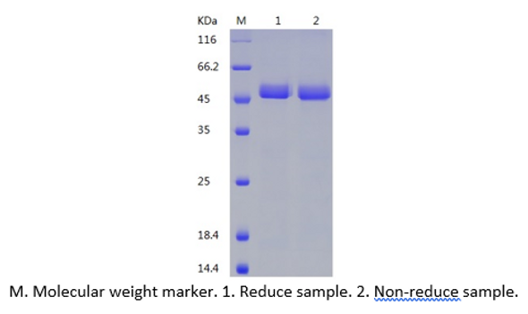 Recombinant Human FAM172A (C-His)
