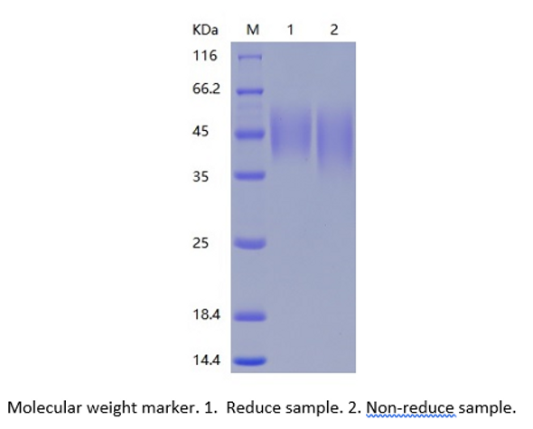 Recombinant Human B7-2/CD86 (C-His)