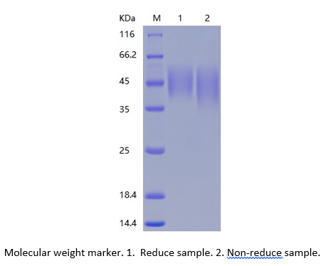 Recombinant Human B7-2/CD86 (C-His)