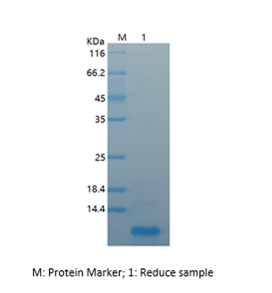 Recombinant Human Beta-Defensin 4/DEFB4