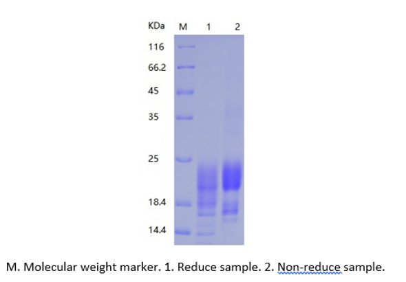 Recombinant Human Leydig Insulin-Like 3/INSL3 (C-His)
