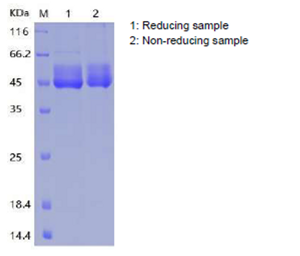 Recombinant Human Serpin I2 (C-6His)
