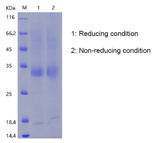Recombinant Human Bone Marrow Proteoglycan/BMPG (C-His)