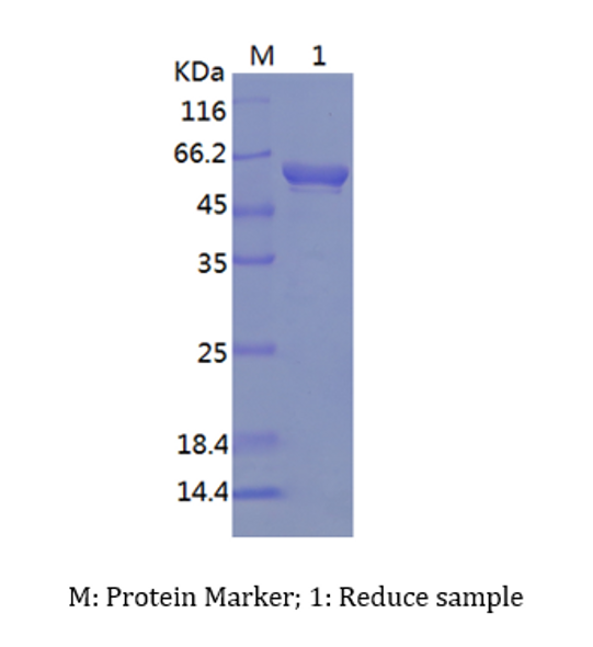 Recombinant Human Aldehyde Dehydrogenase 1-A2/ALDH1A2 (N-His)