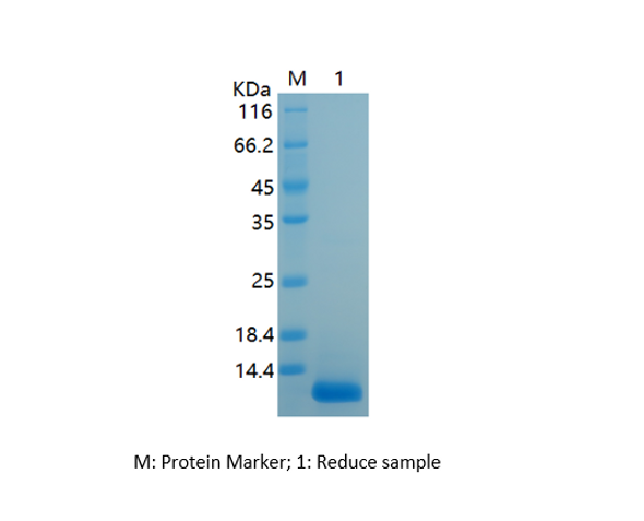 Recombinant Human C5a