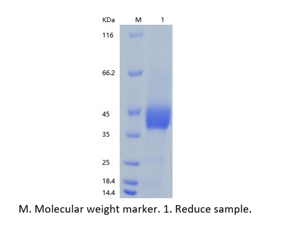 recombinant Human Mesothelin/MSLN (C-His)