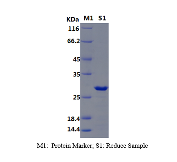 Recombinant Mouse Transcription factor A, mitochondrial/mTFAM (N-His)