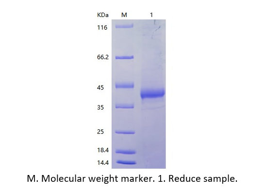 Recombinant Human Interleukin-2 Receptor Subunit Beta/IL2RB (N-Avi&His)