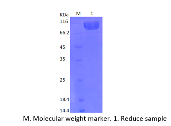 Recombinant Human ErbB2/Her2(C-His)