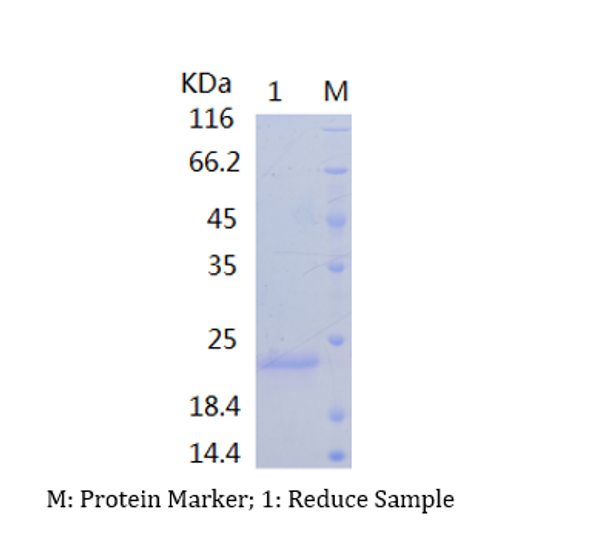 Recombinant Human Interleukin-33/IL-33