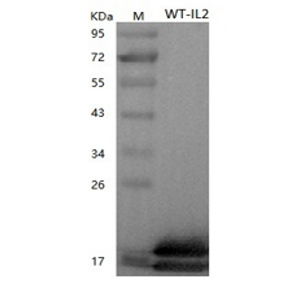 Recombinant Human Interleukin-2/IL2 (C-His)