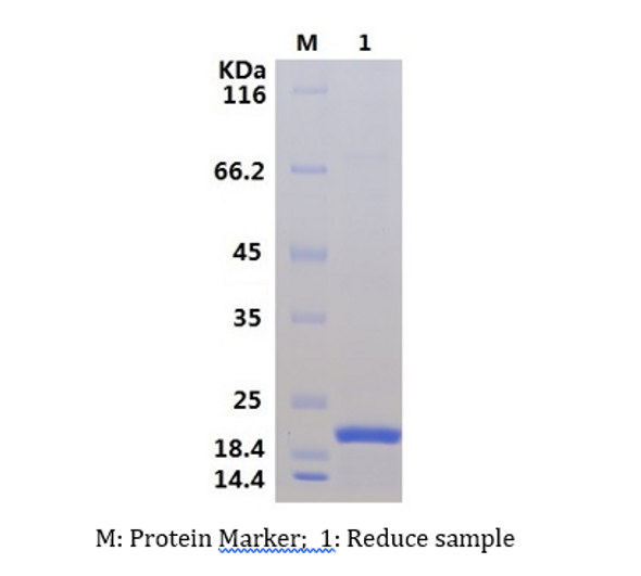 Recombinant Human Interleukin-37/IL-37 (C-His)