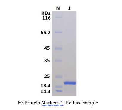 Recombinant Human Interleukin-37/IL-37 (C-His)