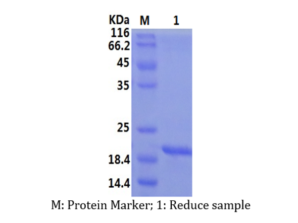 Recombinant Mouse Interleukin-11/IL-11 (N-His)