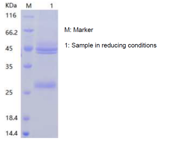 Recombinant Mouse Interleukin-12/IL-12 (C-His)