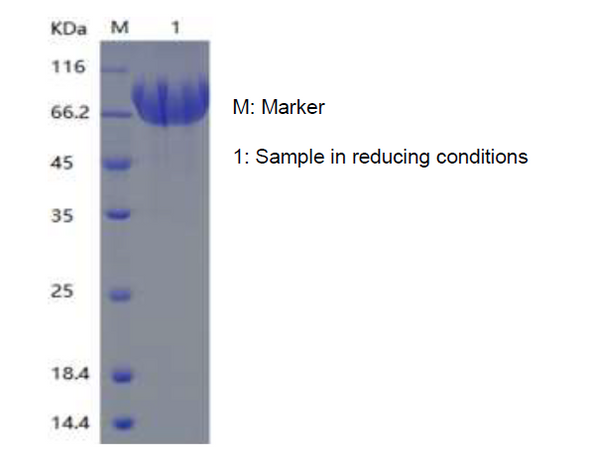 Recombinant Human CD44 (C-hFc)