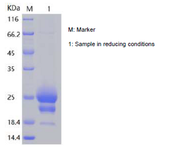 Recombinant Mouse Interleukin-17F/IL-17F (C-His)