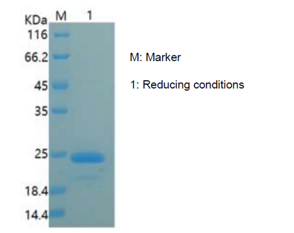 Recombinant Human Ciliary Neurotrophic Factor/CNTF