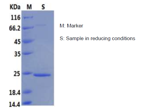 Recombinant Human Oncostatin-M/OSM