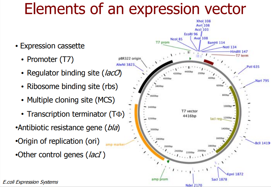 competent-cells-expression-vectors.png