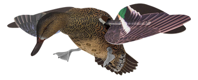 Avian X PowerFlight Duck Decoy AVXPFLHT