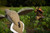 Mojo Voodoo Dove Decoy view 3