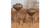 Boss Buck 12V Auto 600 Pound Feeder