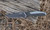 Camillus Knives Backwoods Edge Fixed Steel 3".5 Black view 10