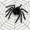 Halloween Black Spider