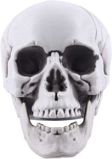 Halloween Skull with Moveable Jaw