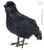 Crow | Black Crow Decoration
