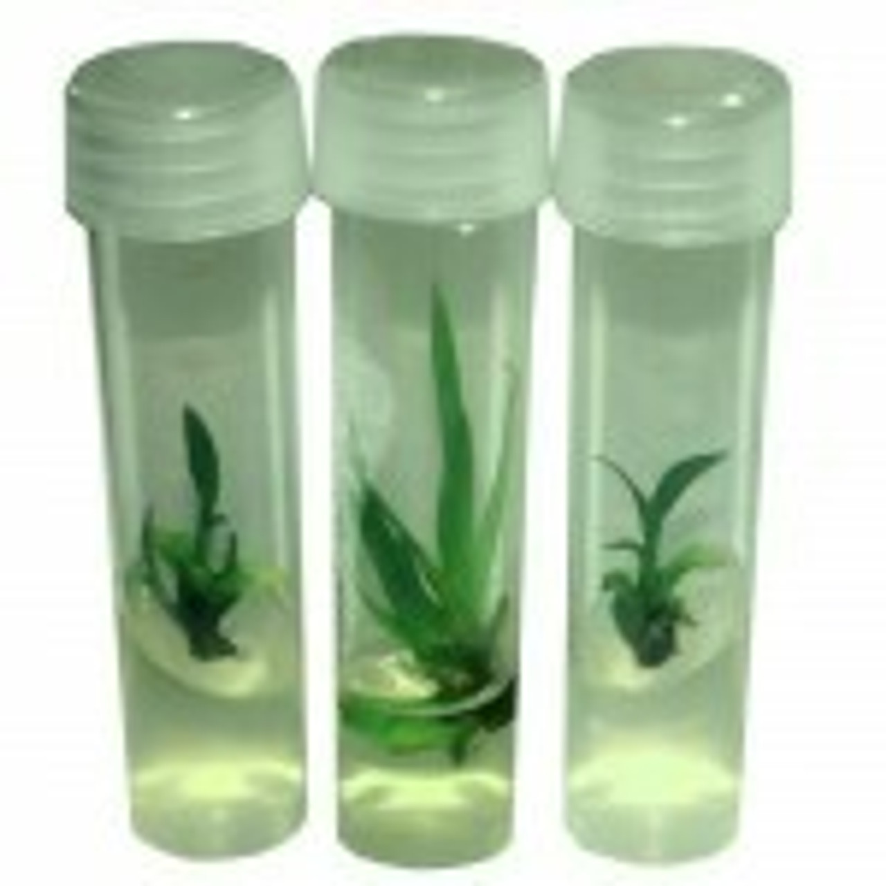 Tissue Culture