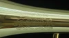 Adams A6 Selected Series Trumpet in Polished Lacquer!