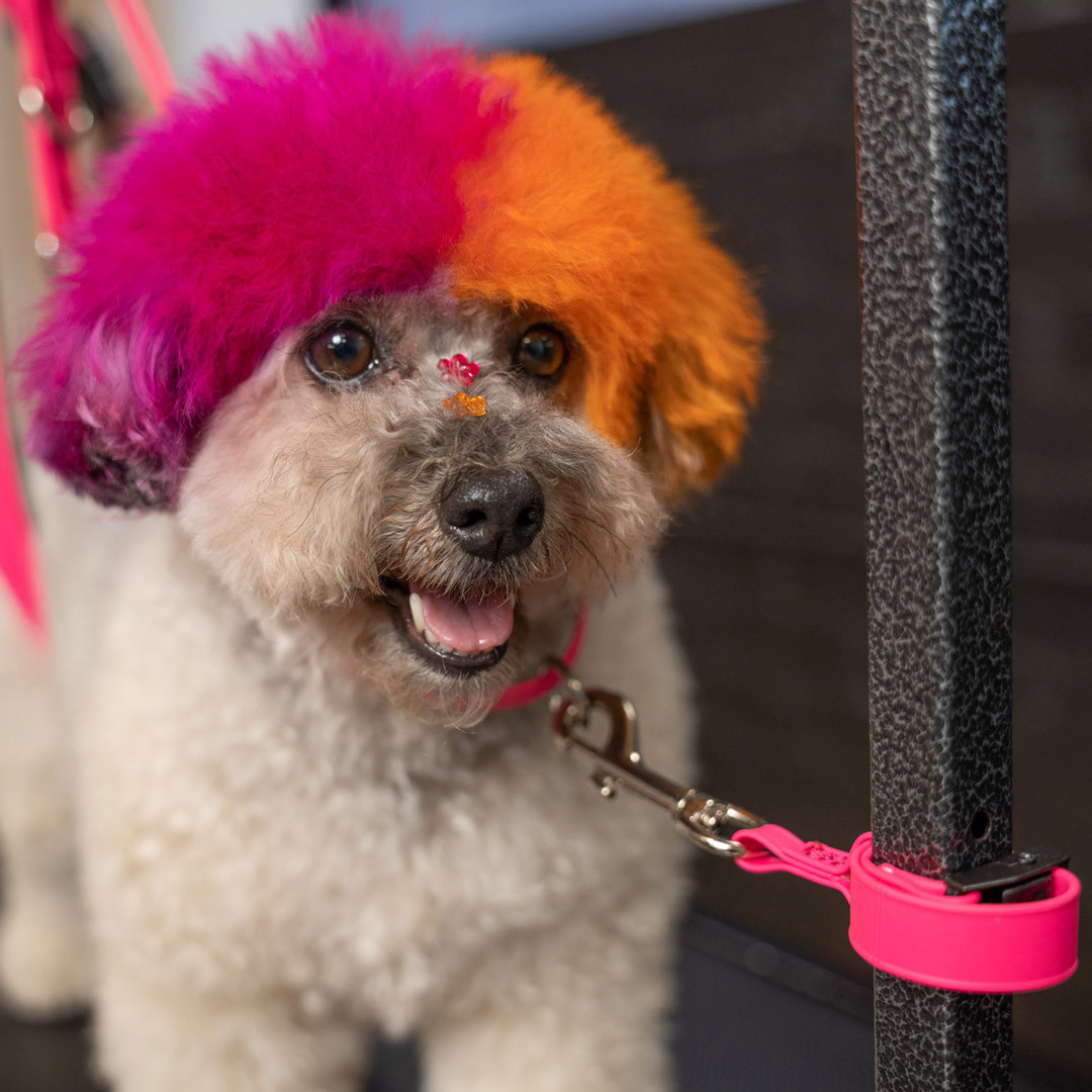 Jelly Pet Grooming Loop Extender