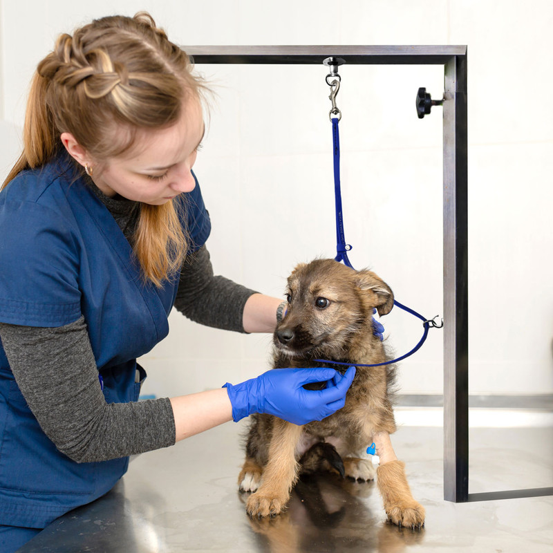 Jelly Pet Grooming Loop Fits Groomer's Helper