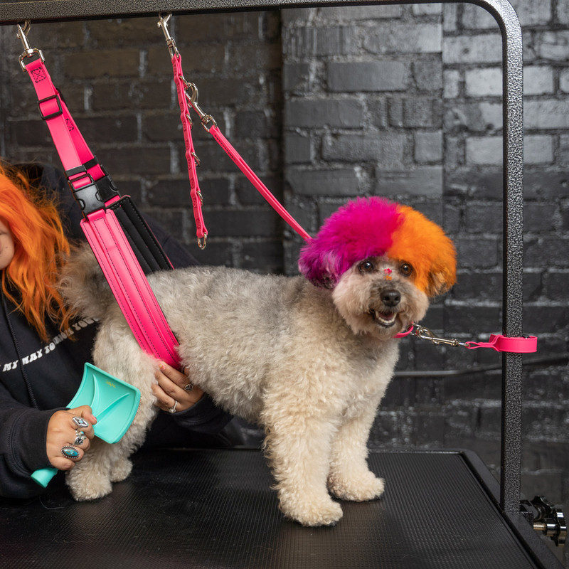 High Velocity Dog Dryer Jelly Pet Dog Belly Loop Restraint For Pet