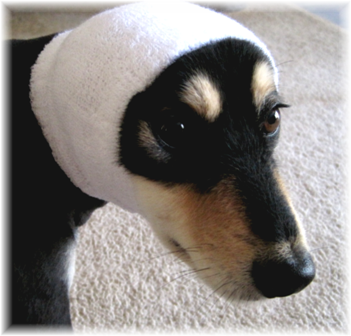 happy hoodie for dogs