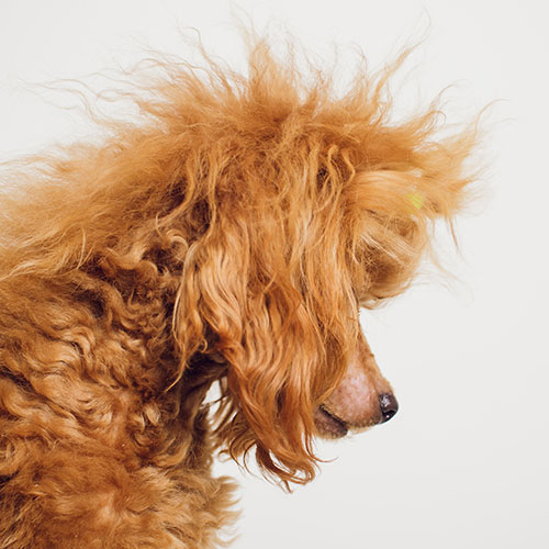 Getting Ready to Reopen - A Grooming Salon Checklist
