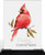 Merry Christmas
Cardinal